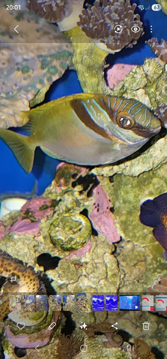 Rabbitt fish - Image 2