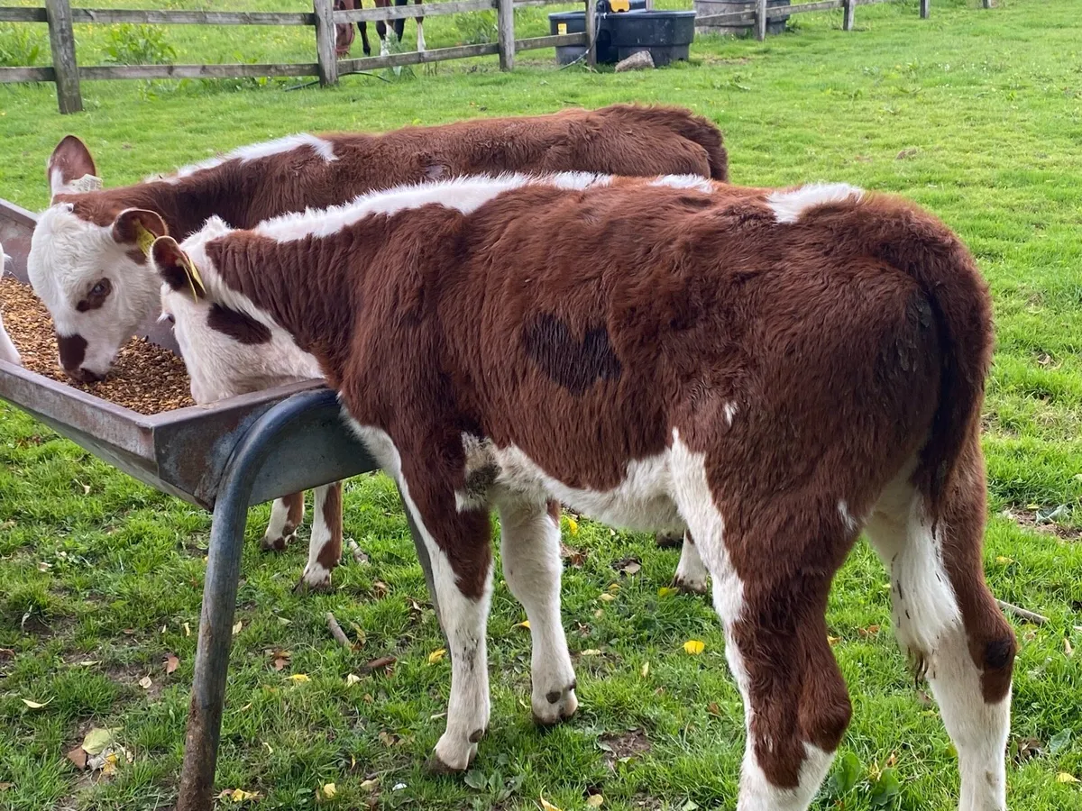 10 Jan Born Red Whitehead Heifers @ Lissava - Image 3