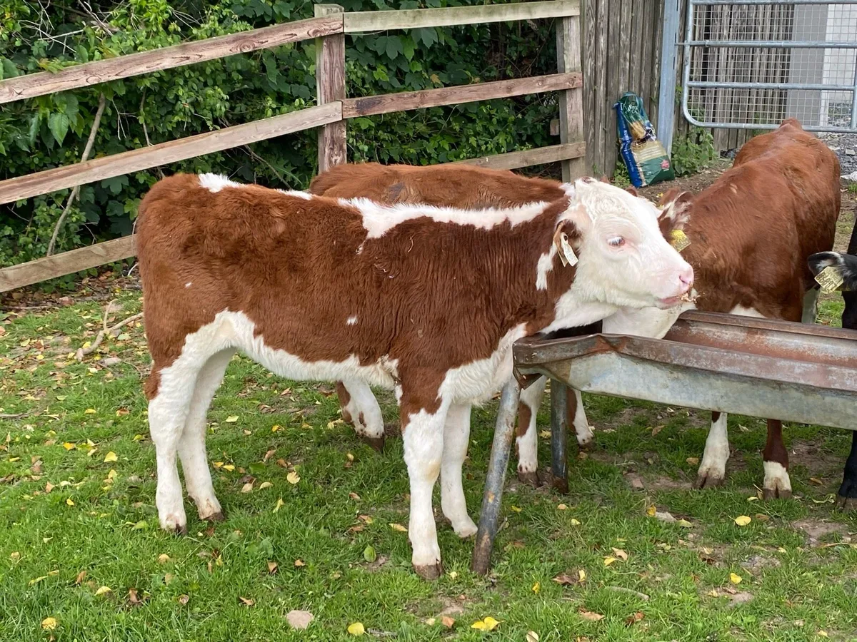 10 Jan Born Red Whitehead Heifers @ Lissava - Image 4