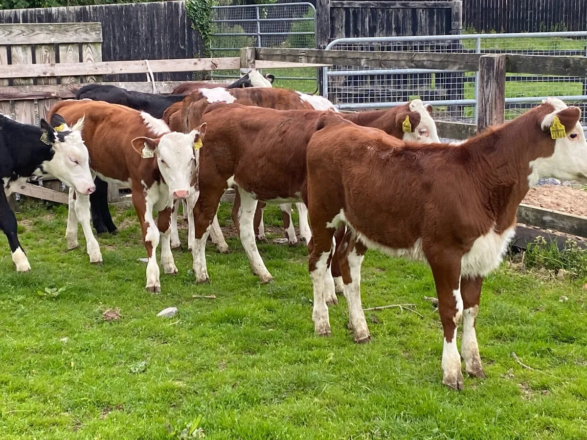 10 Jan Born Red Whitehead Heifers @ Lissava - Image 2
