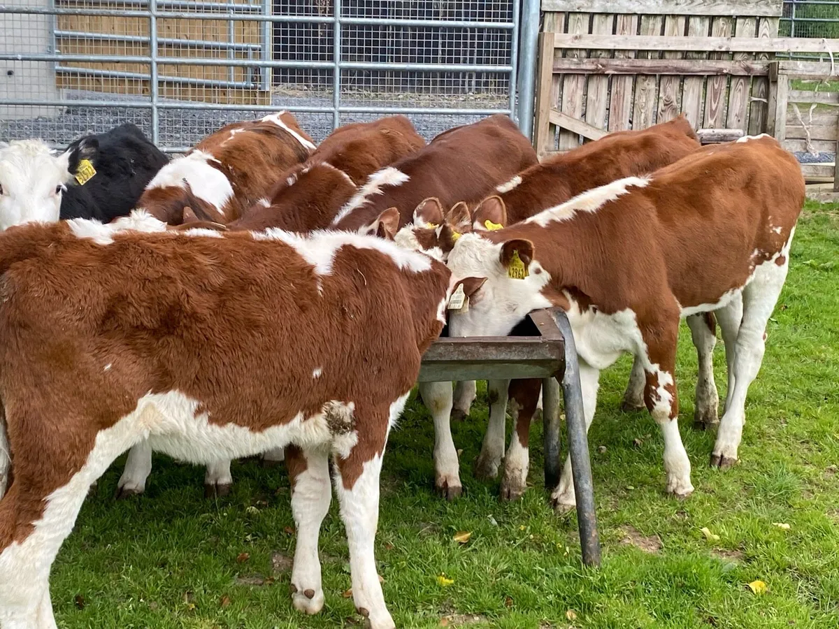 10 Jan Born Red Whitehead Heifers @ Lissava - Image 1
