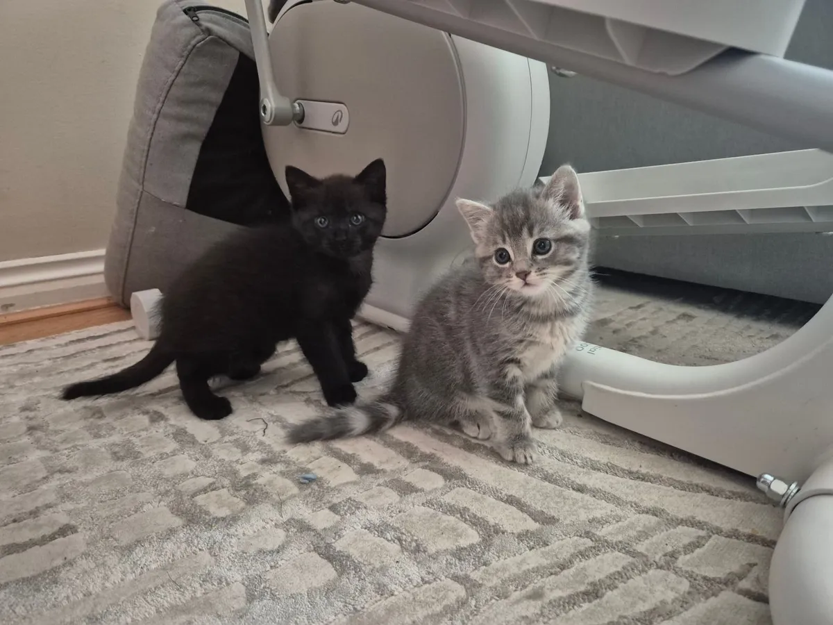 Kittens - Image 1