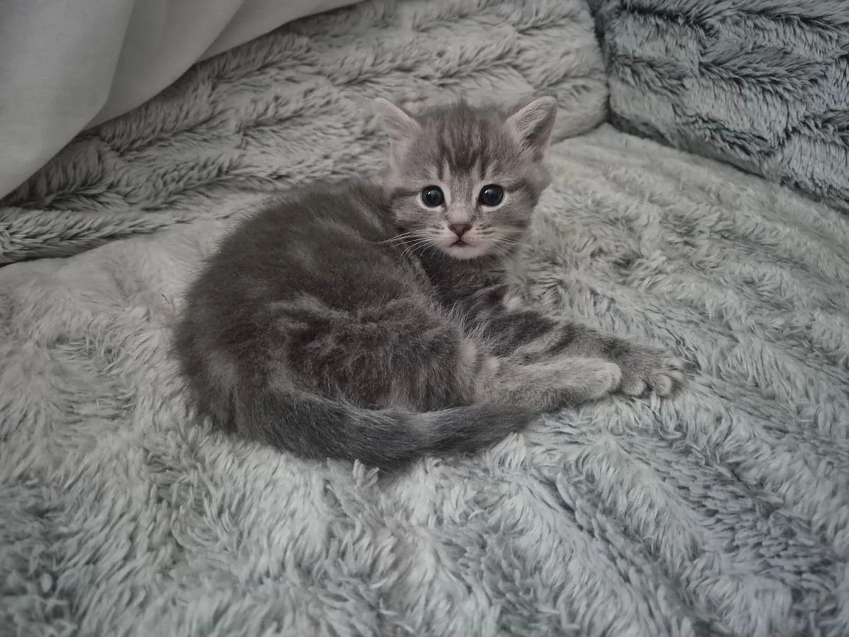 Kittens - Image 3