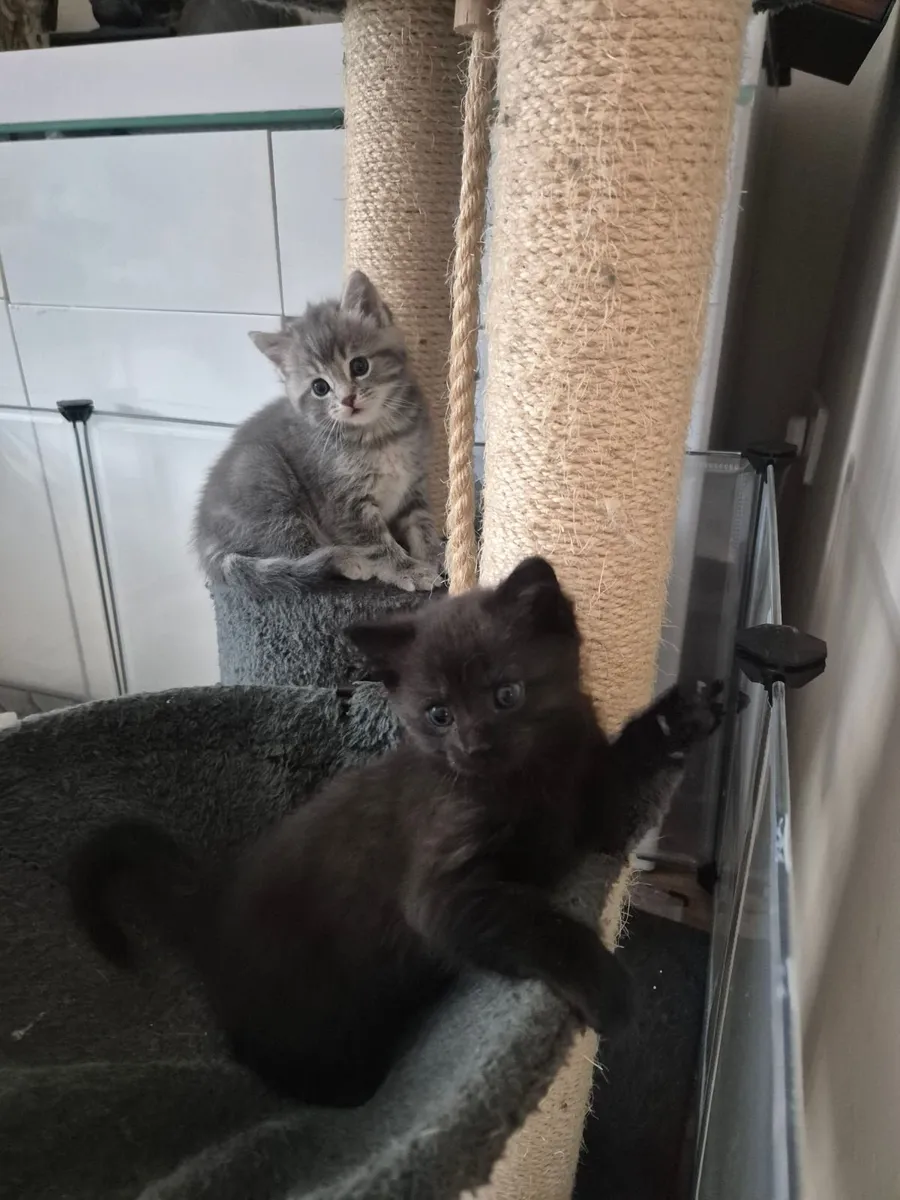 Kittens - Image 2