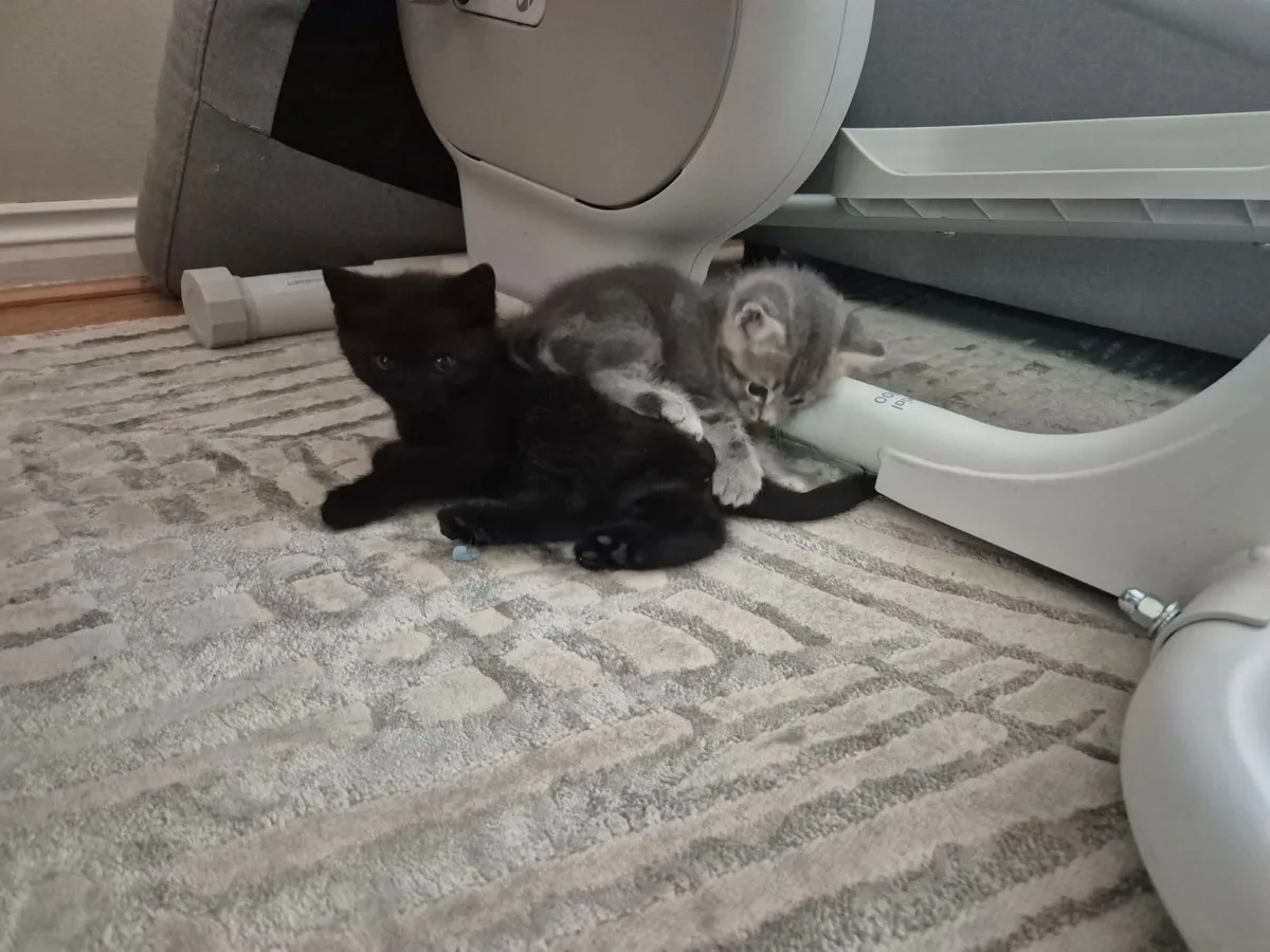 Kittens - Image 4