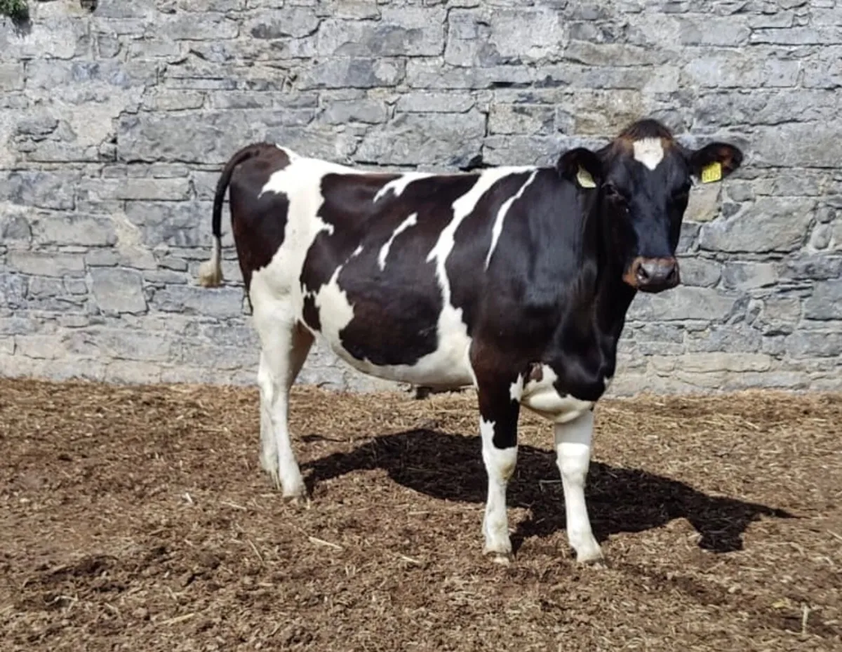 In-Calf Heifers 4 Charity - 8 June, Tullamore Mart - Image 1