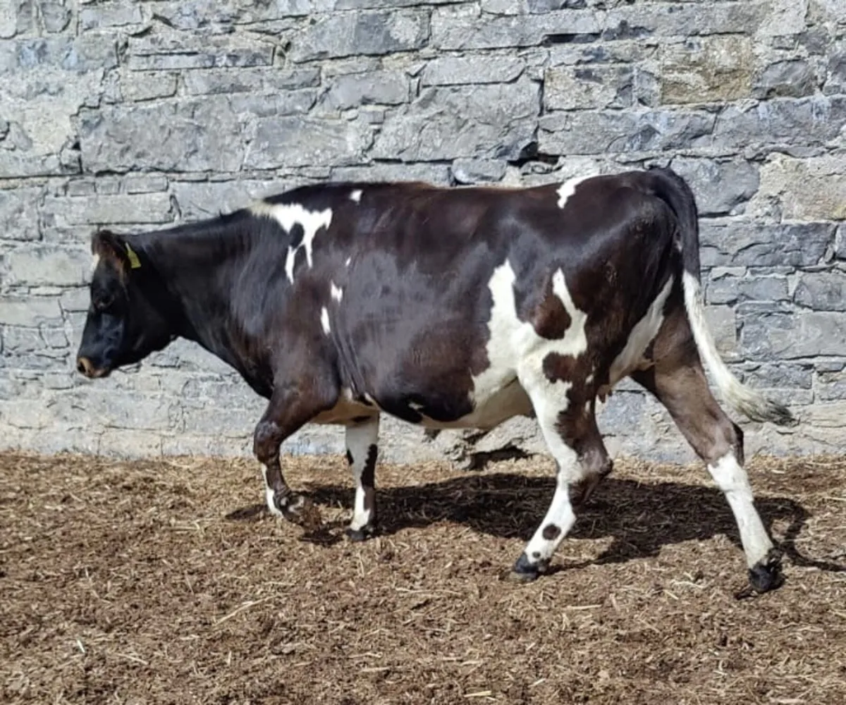 In-Calf Heifers 4 Charity - 8 June, Tullamore Mart - Image 2