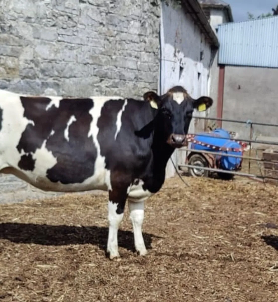 In-Calf Heifers 4 Charity - 8 June, Tullamore Mart - Image 4
