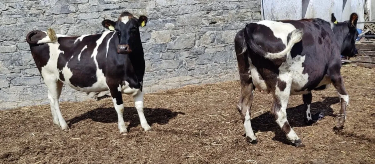 In-Calf Heifers 4 Charity - 8 June, Tullamore Mart - Image 3