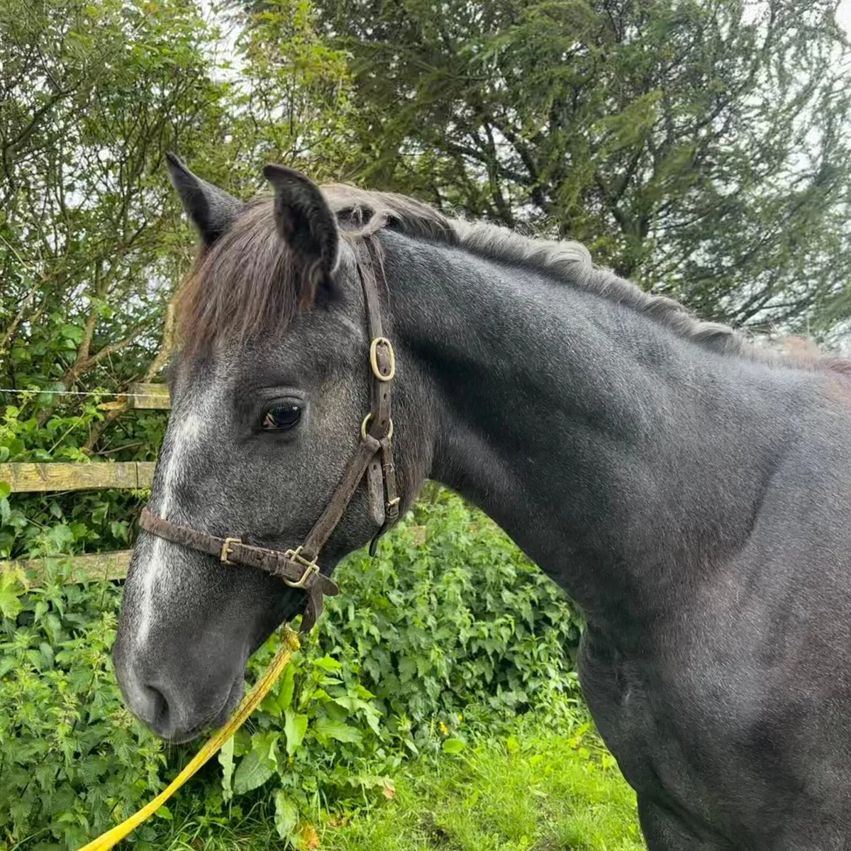 Irish Draught Yearling Colt - Image 2