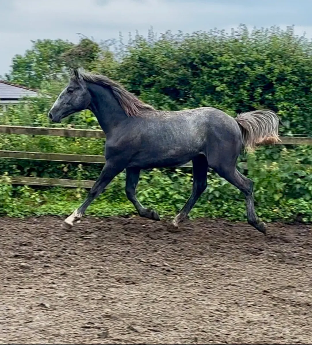 Irish Draught Yearling Colt - Image 1