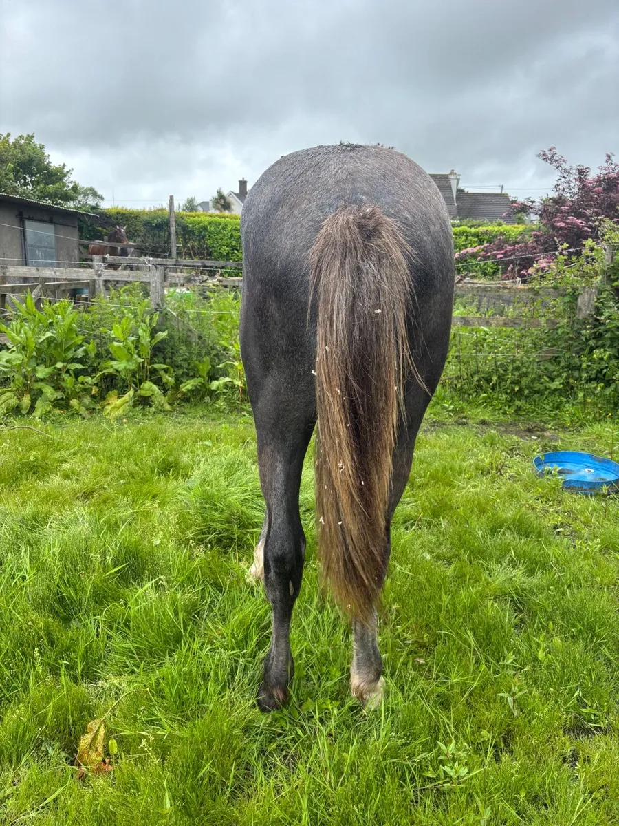 Irish Draught Yearling Colt - Image 4