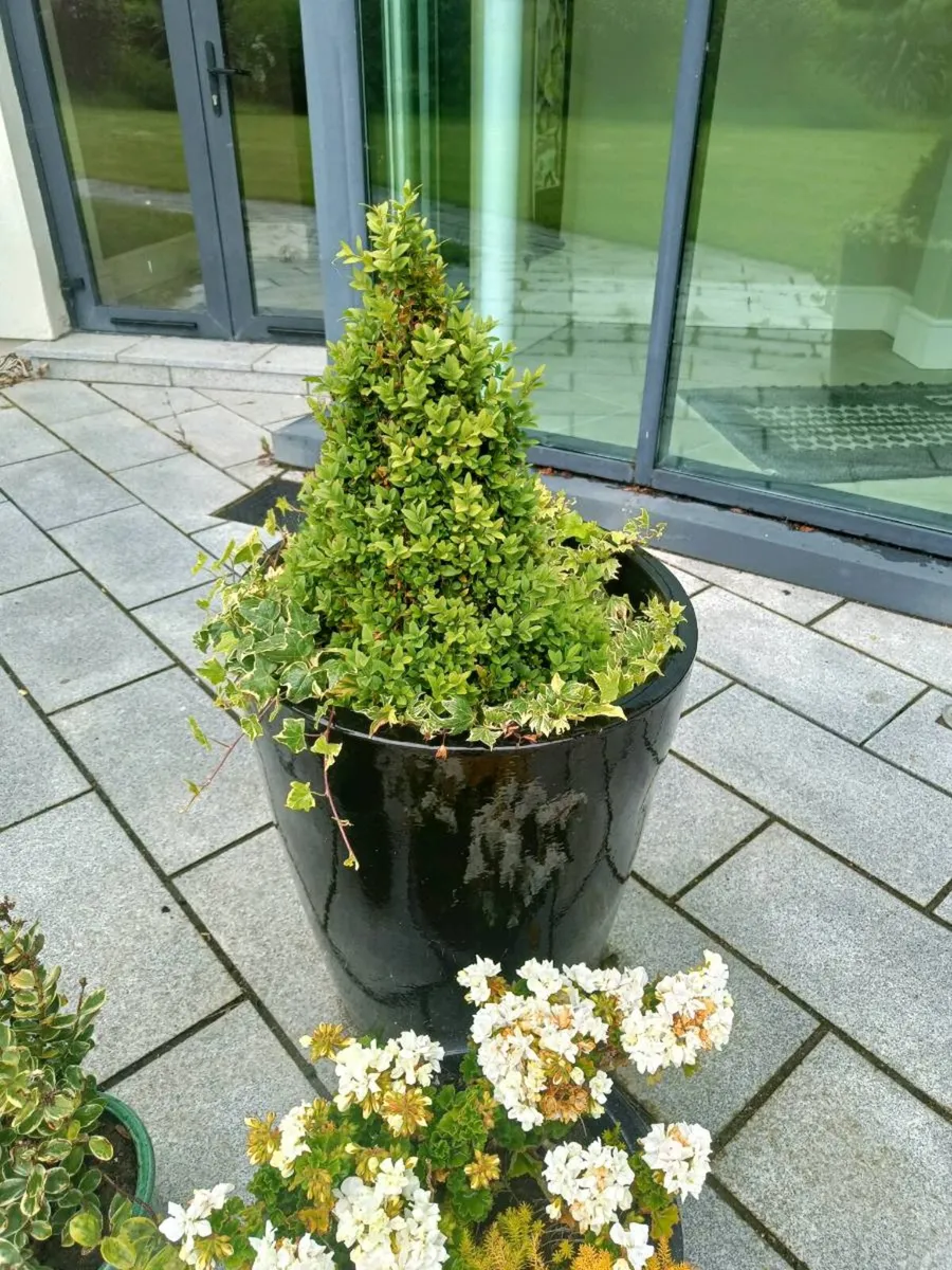 Plant pots various - Image 2