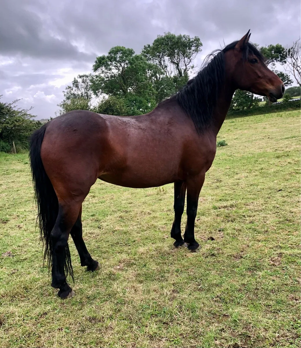 Connemara Mare - Image 2