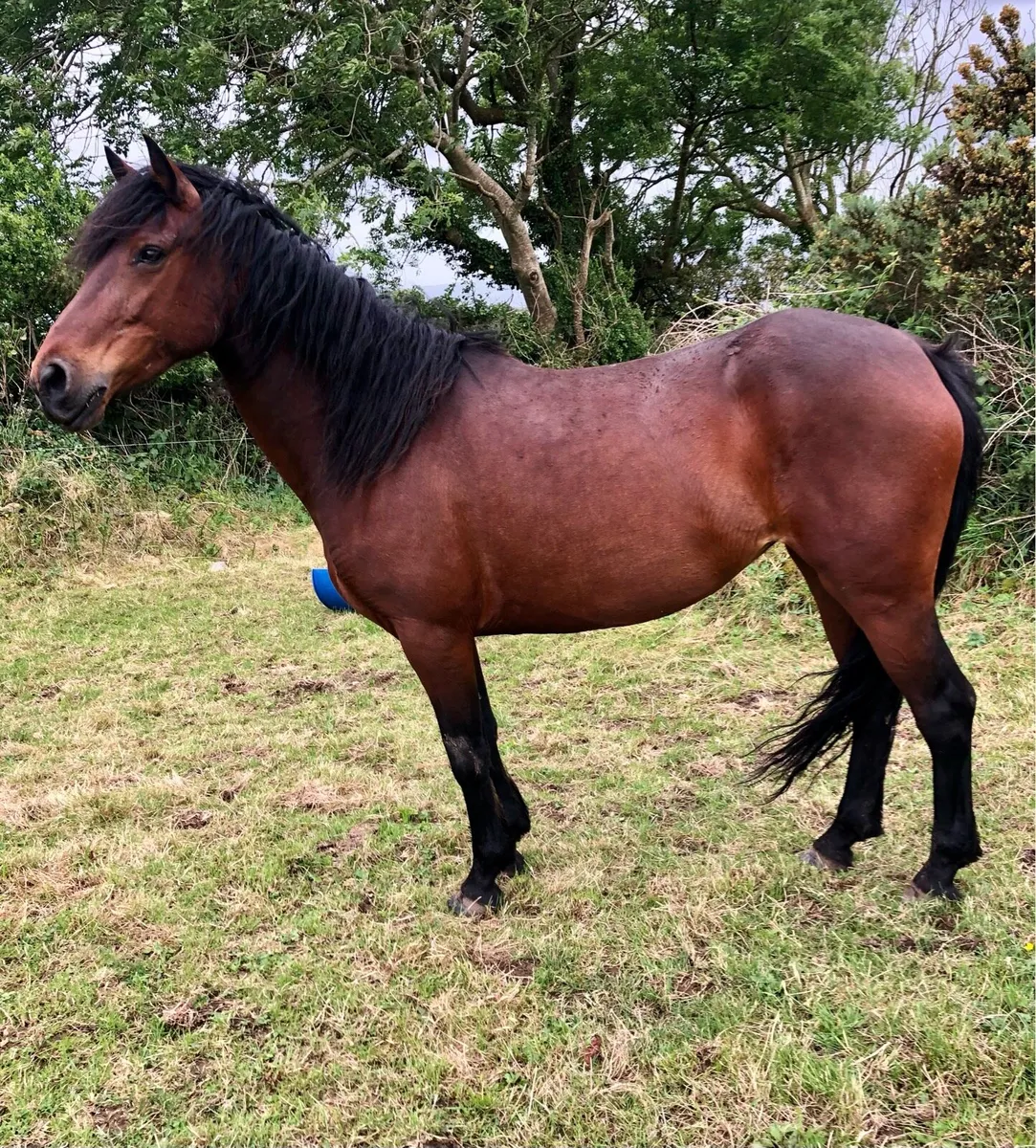 Connemara Mare - Image 1