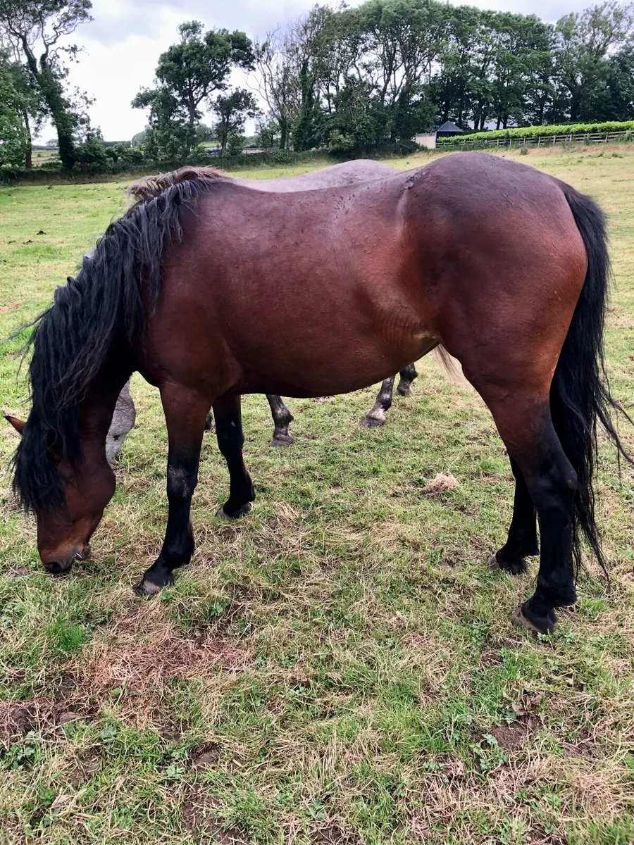 Connemara Mare - Image 3