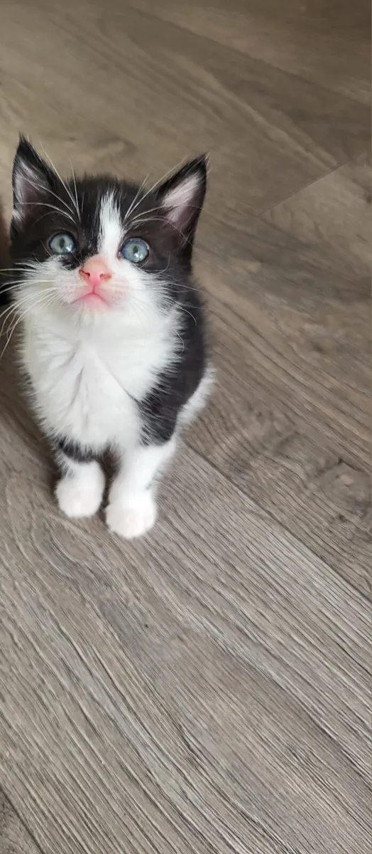 Sweet kitten - Image 1
