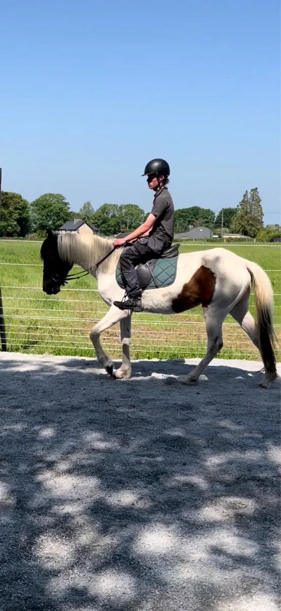 Cob X broken and riding - Image 1