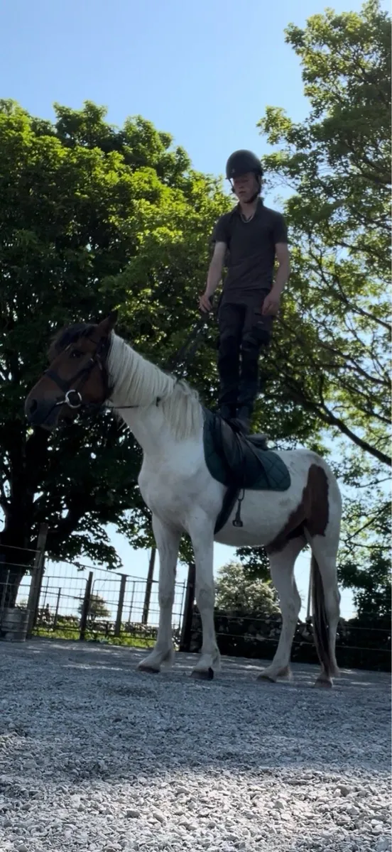 Cob X broken and riding - Image 2