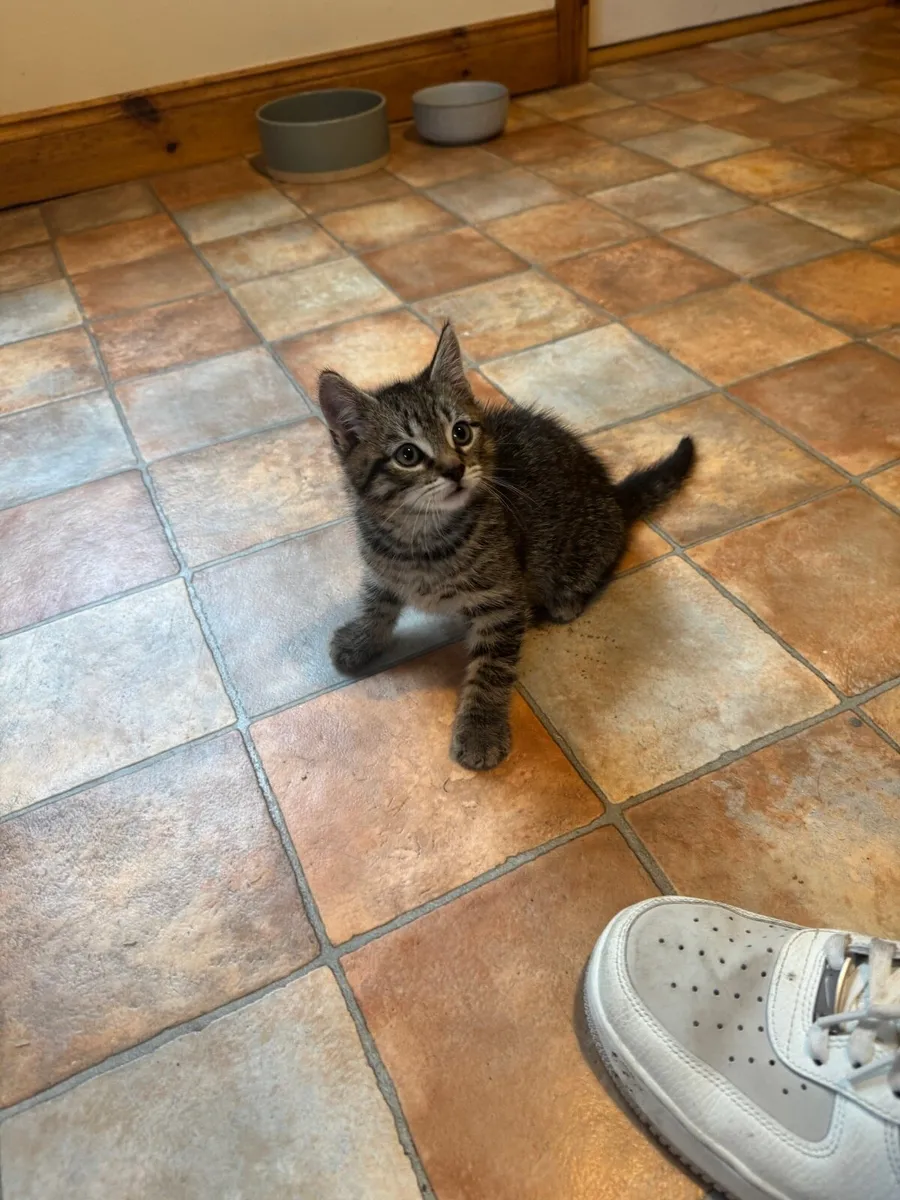 Kitten 2 months old - Image 1