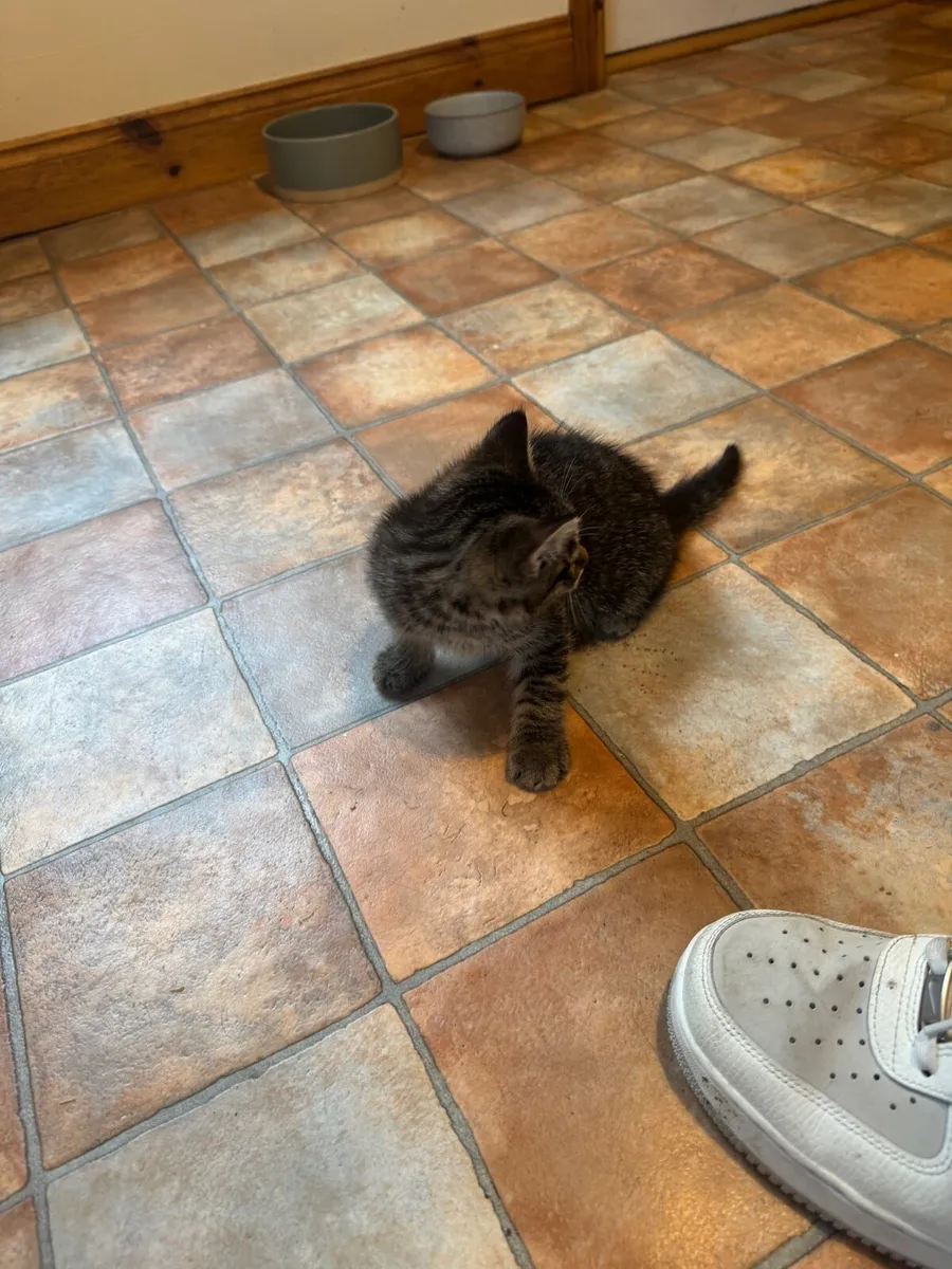 Kitten 2 months old - Image 2