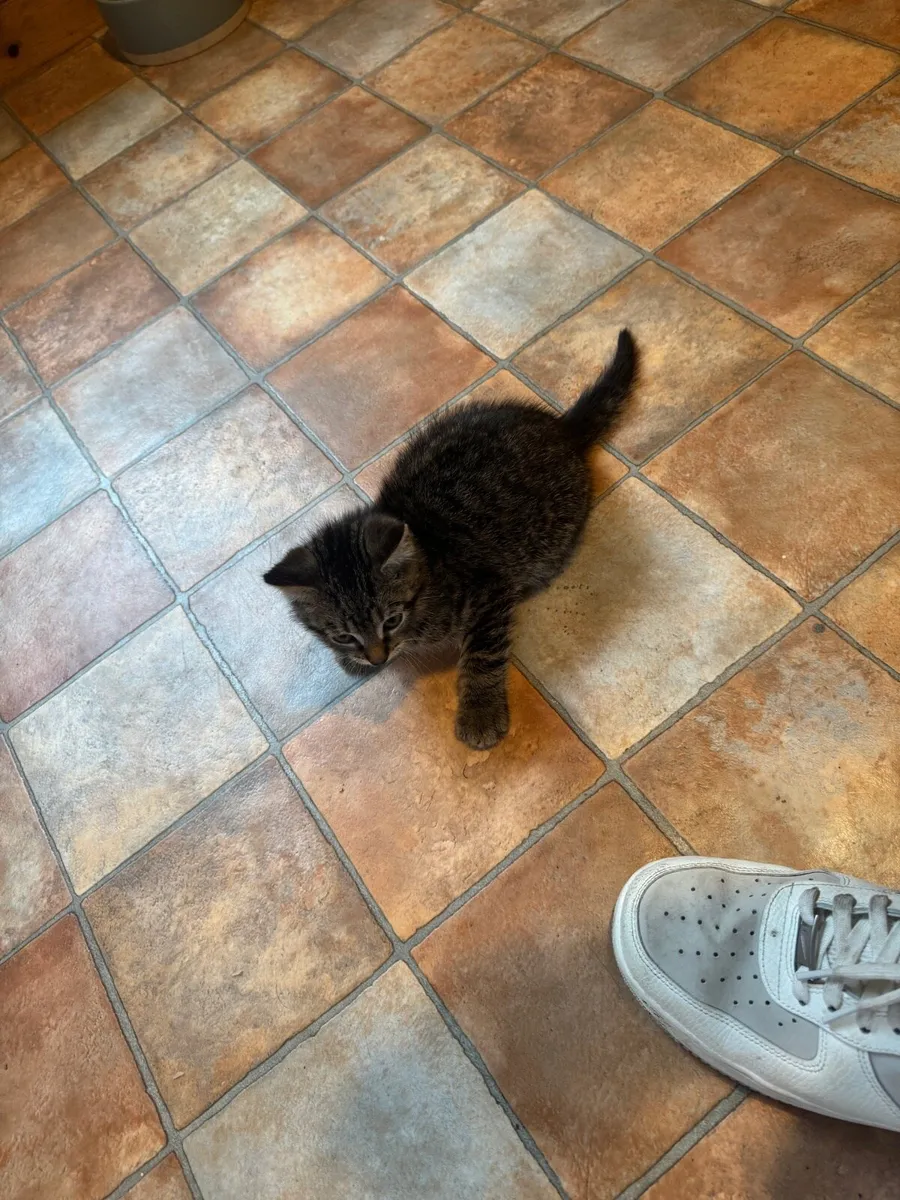 Kitten 2 months old - Image 4