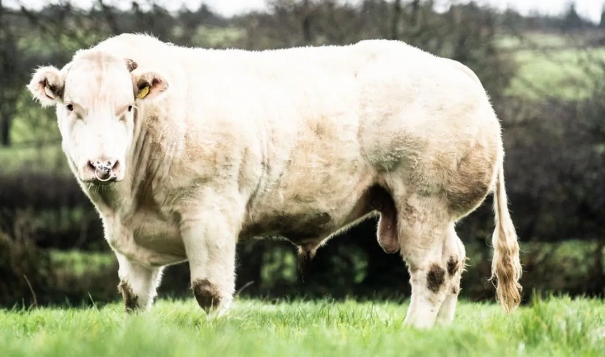 Pedigree Belgian Blue Bull - Image 1