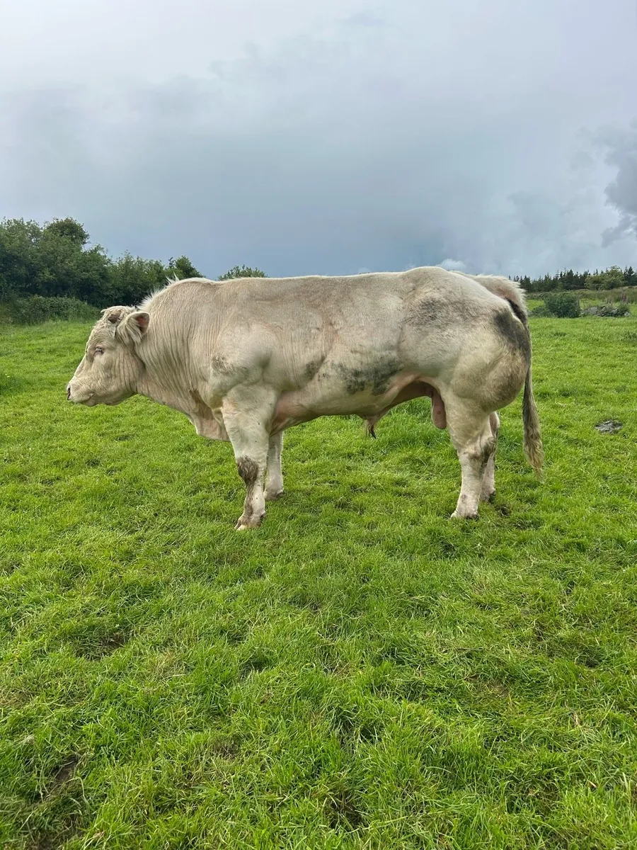 Pedigree Belgian Blue Bull - Image 2