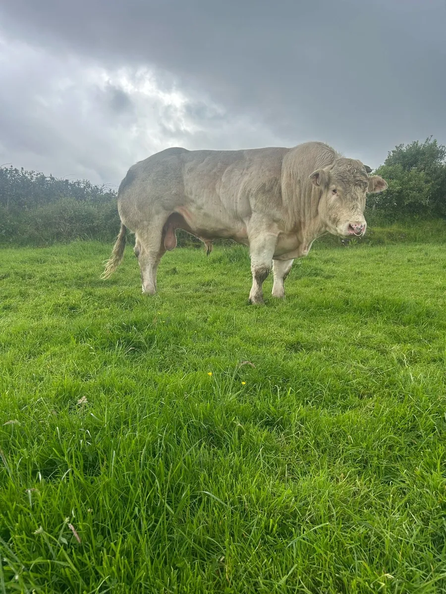 Pedigree Belgian Blue Bull - Image 3