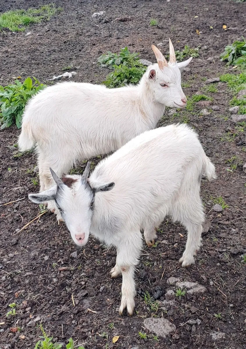 Three Kid Goats - Image 3