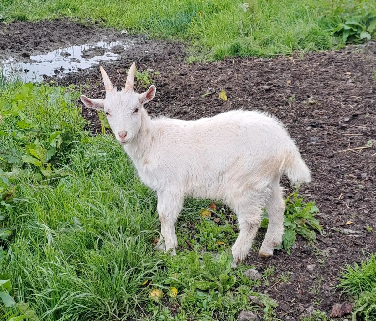Three Kid Goats - Image 4