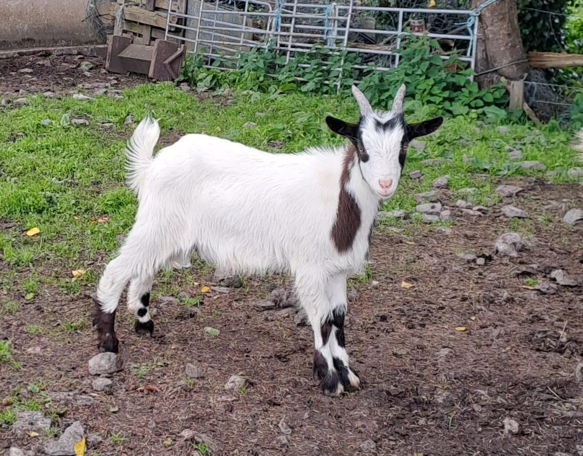 Three Kid Goats - Image 1