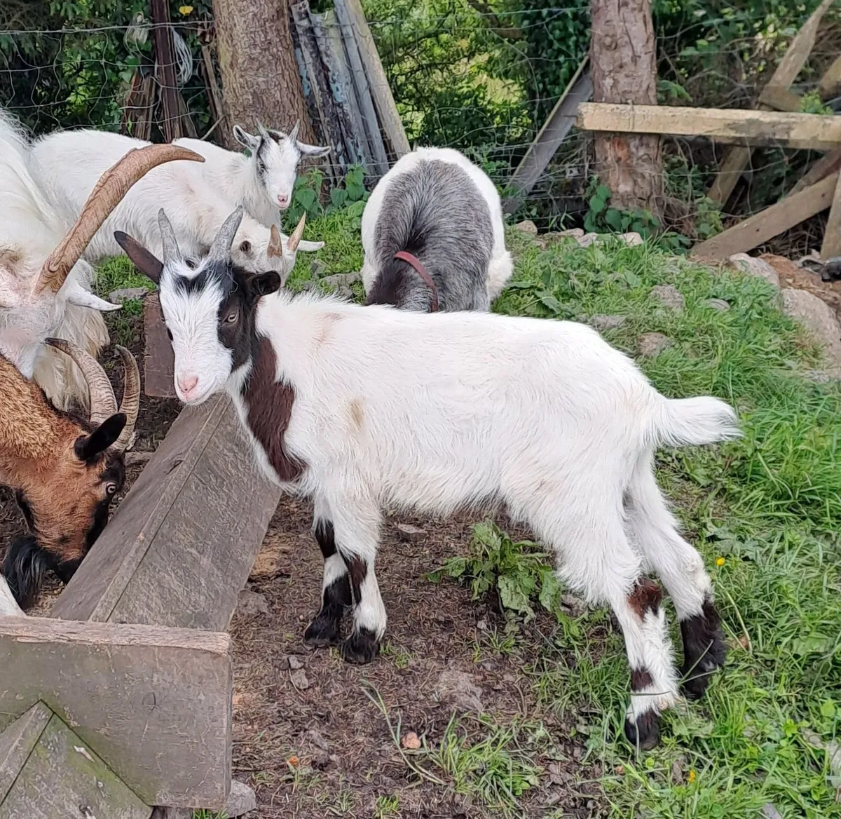 Three Kid Goats - Image 2