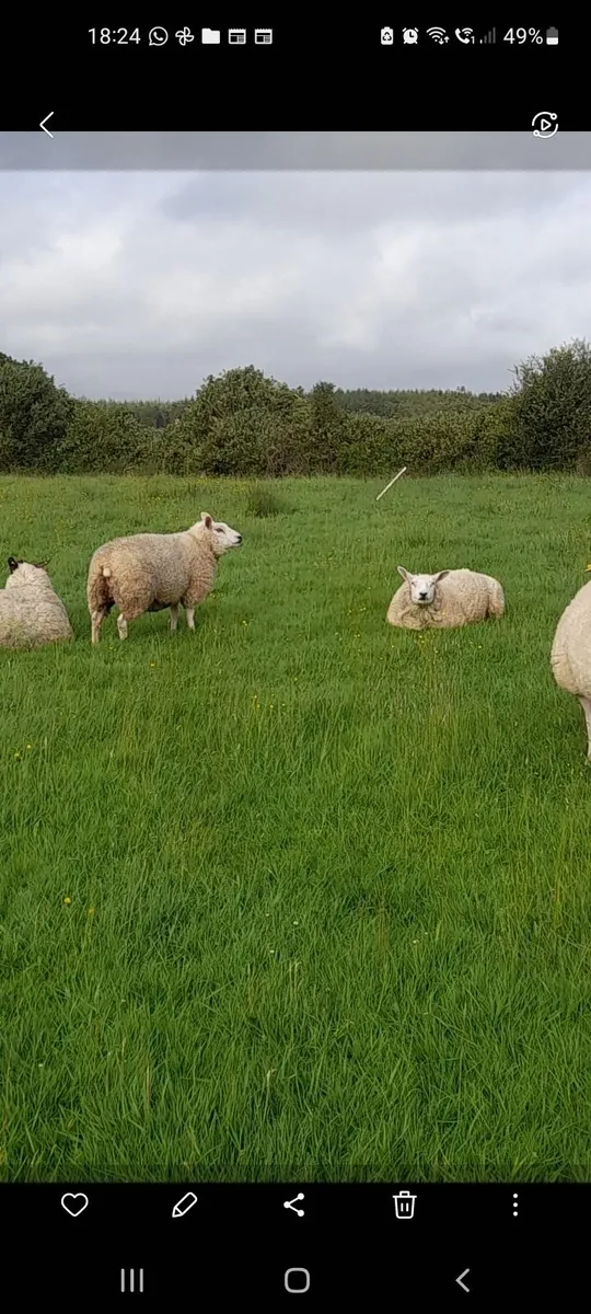 Ewes and lambs - Image 1