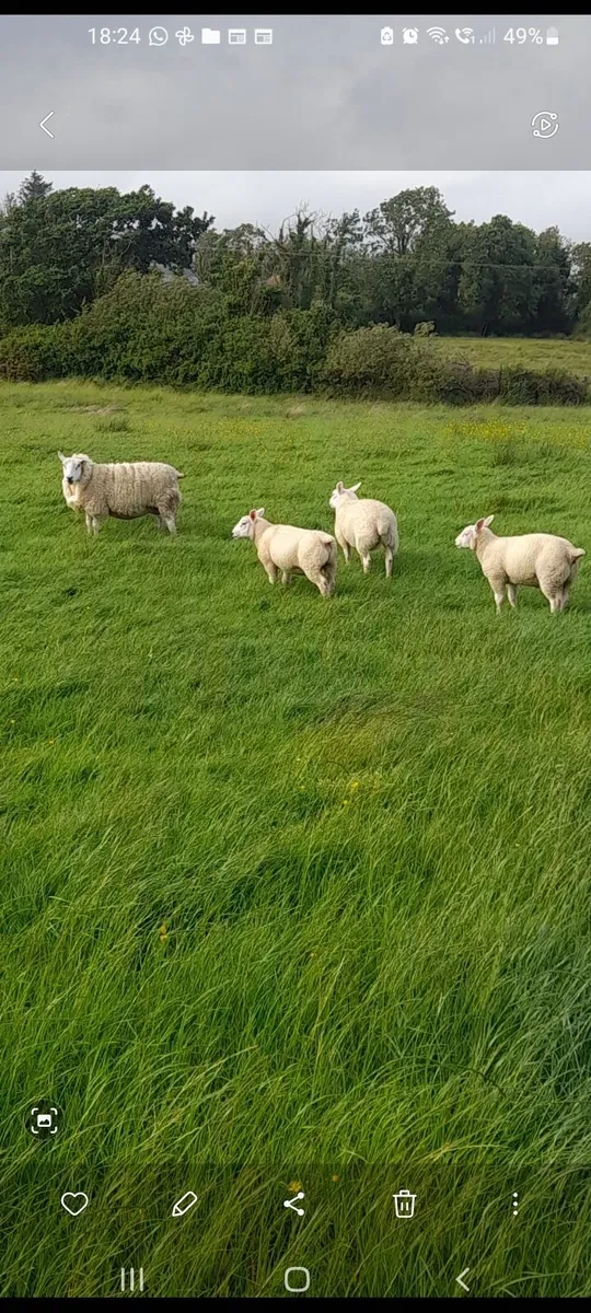 Ewes and lambs - Image 2