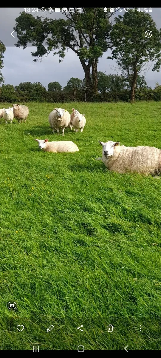 Ewes and lambs - Image 4