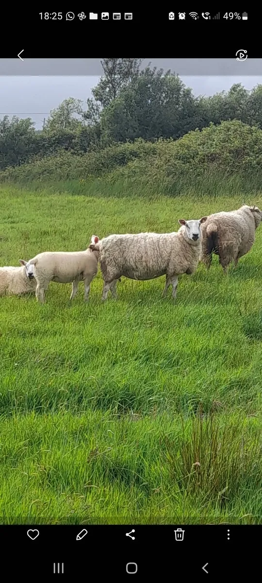 Ewes and lambs - Image 3