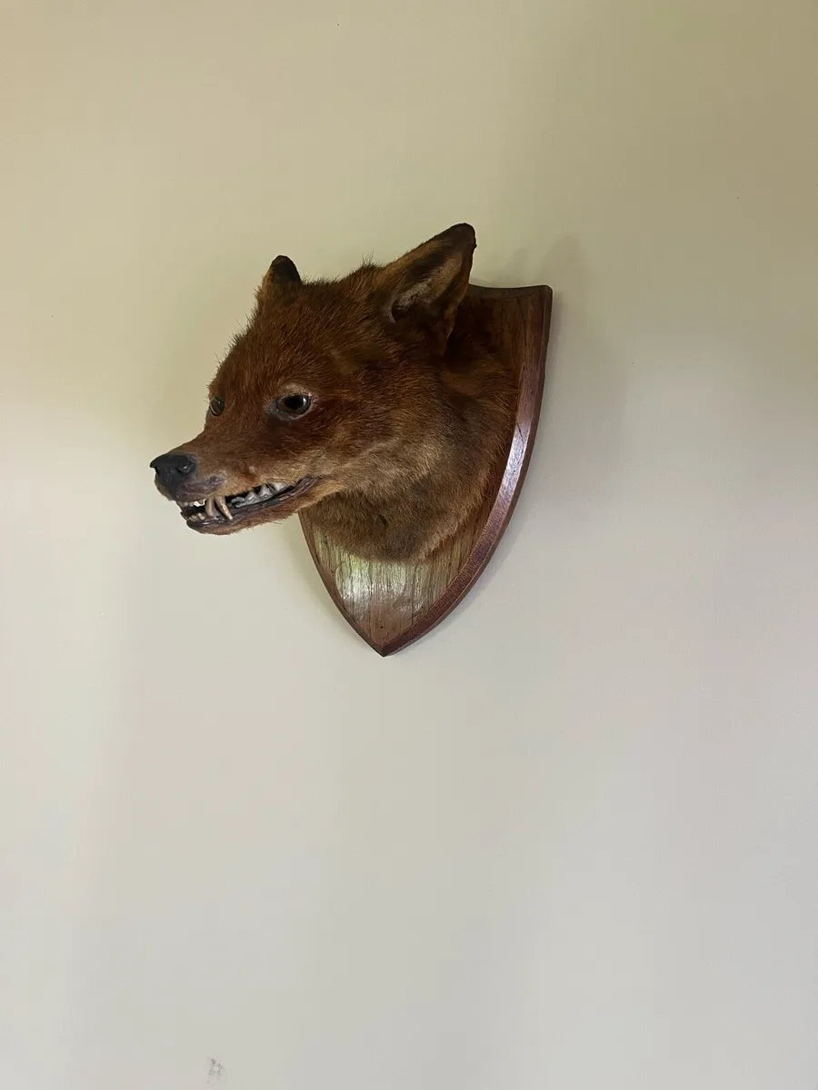 Antique Taxidermy Red Fox Mask - Image 2
