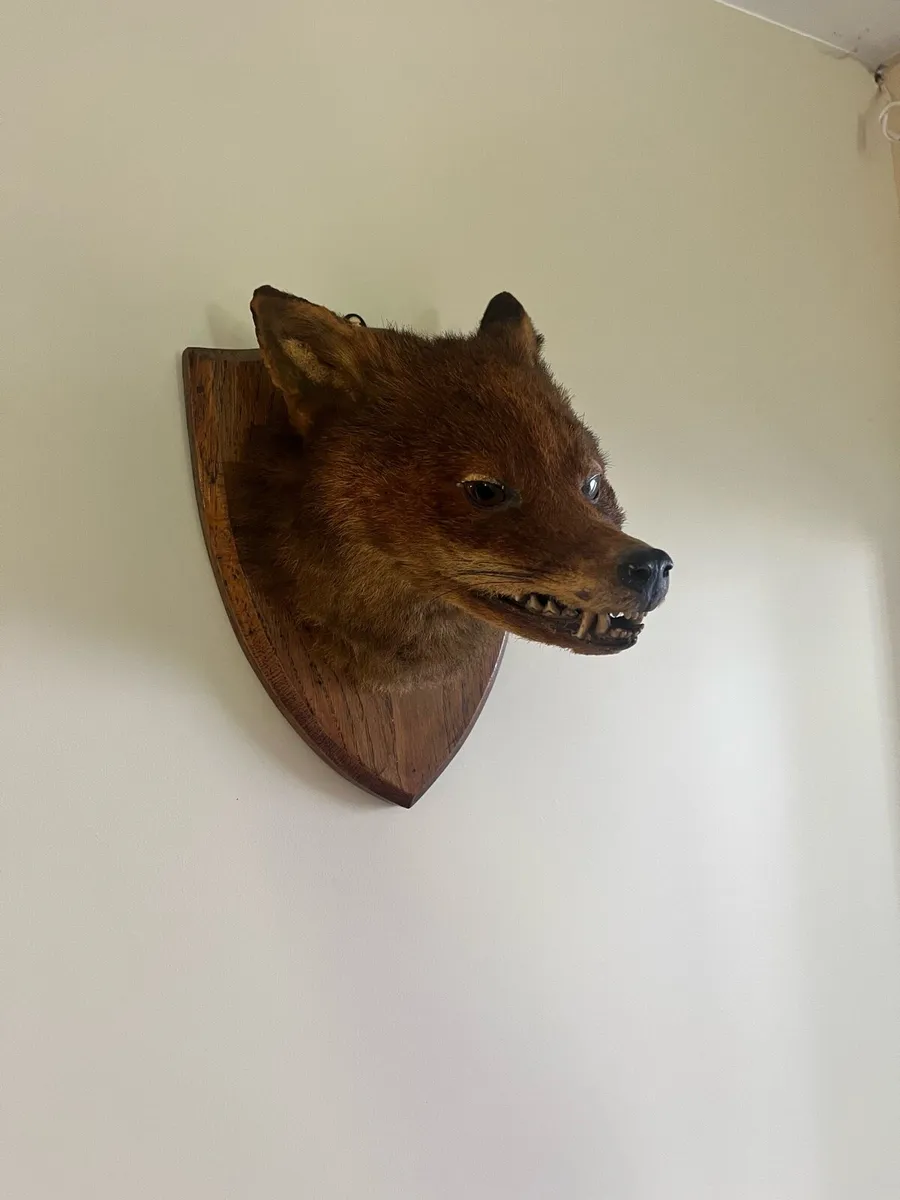 Antique Taxidermy Red Fox Mask - Image 3