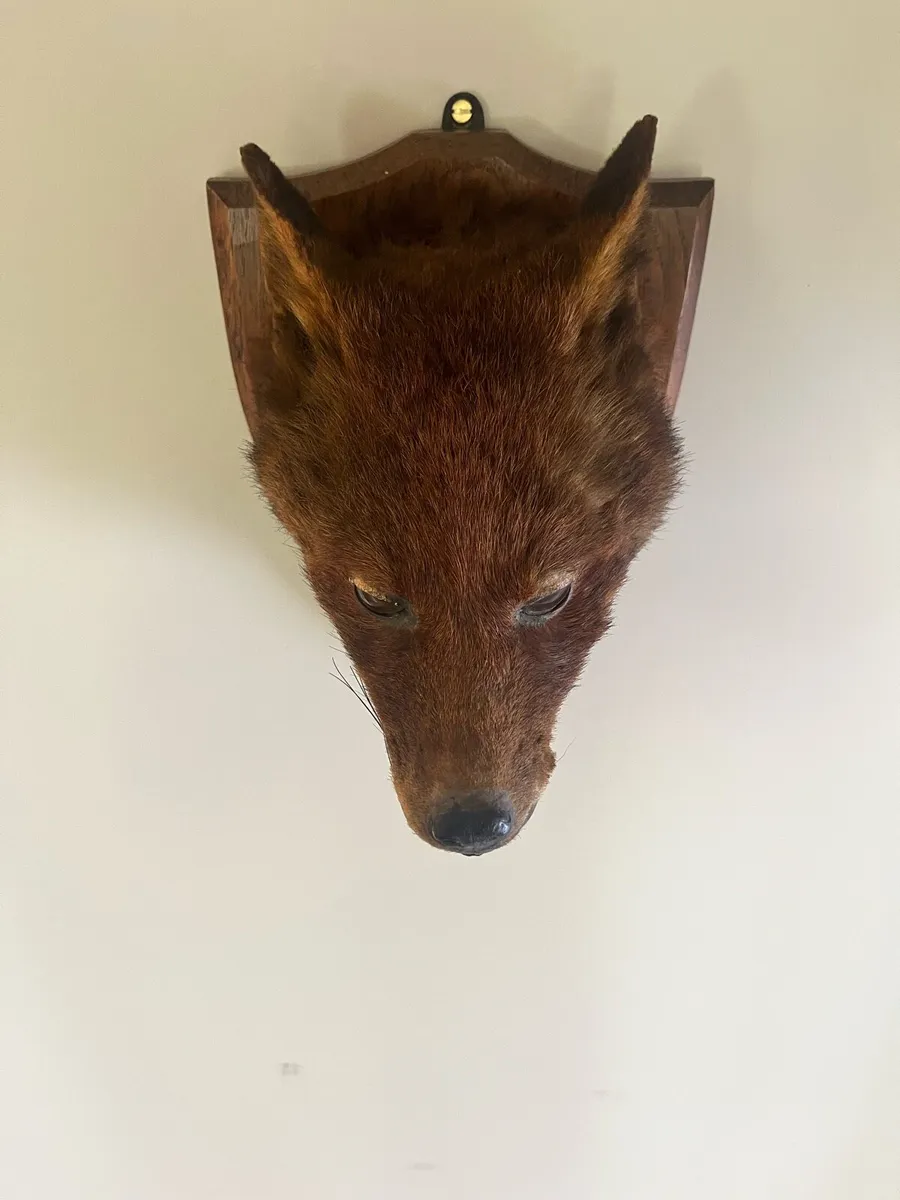 Antique Taxidermy Red Fox Mask - Image 4
