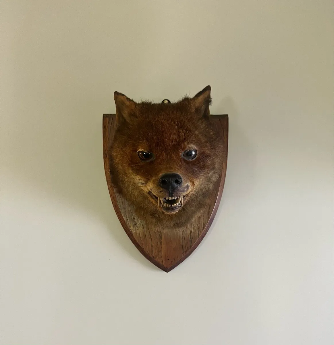 Antique Taxidermy Red Fox Mask - Image 1