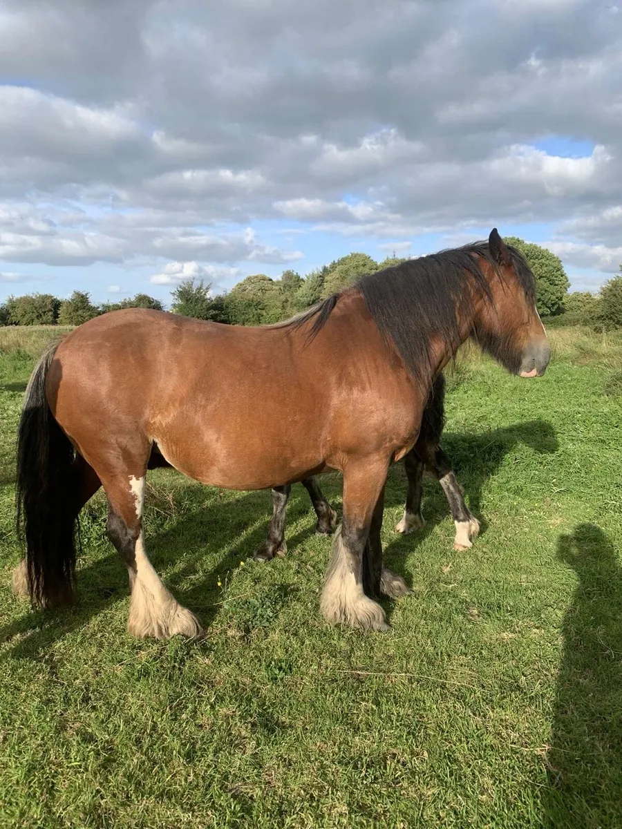 14.2 heavy mare - Image 1