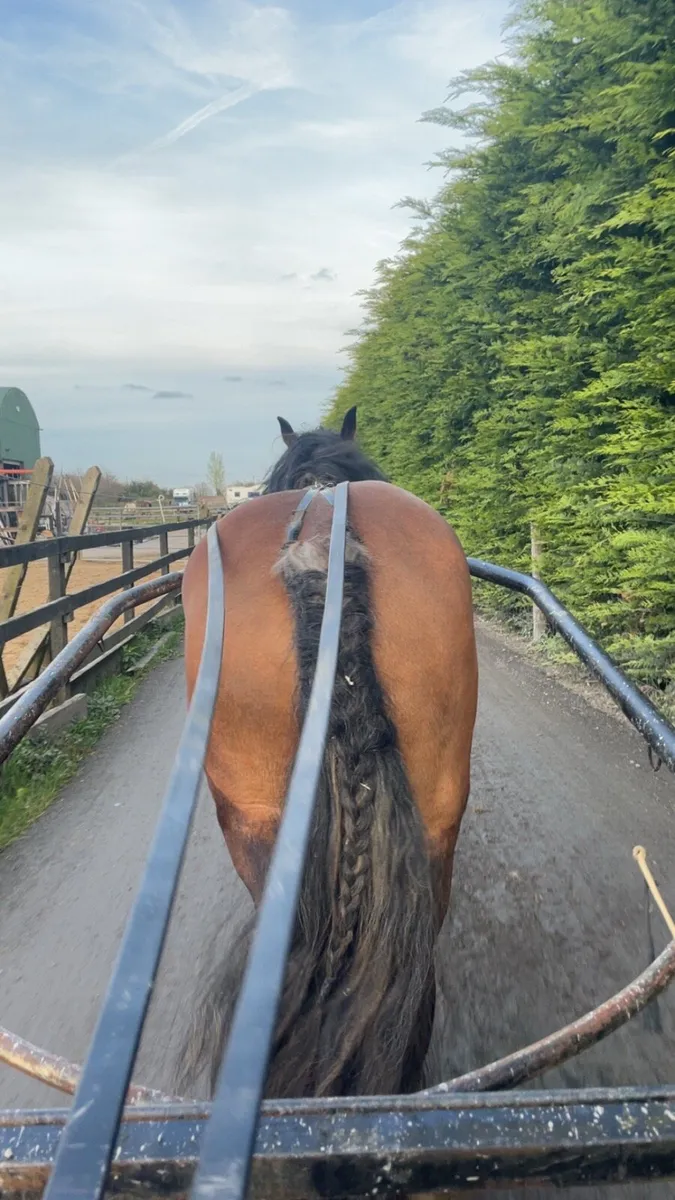 14.2 heavy mare - Image 4