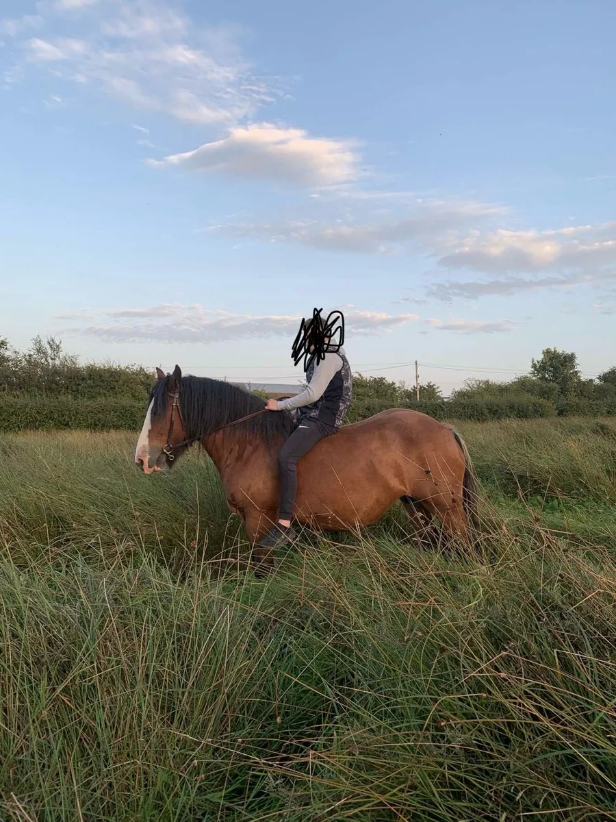 14.2 heavy mare - Image 3