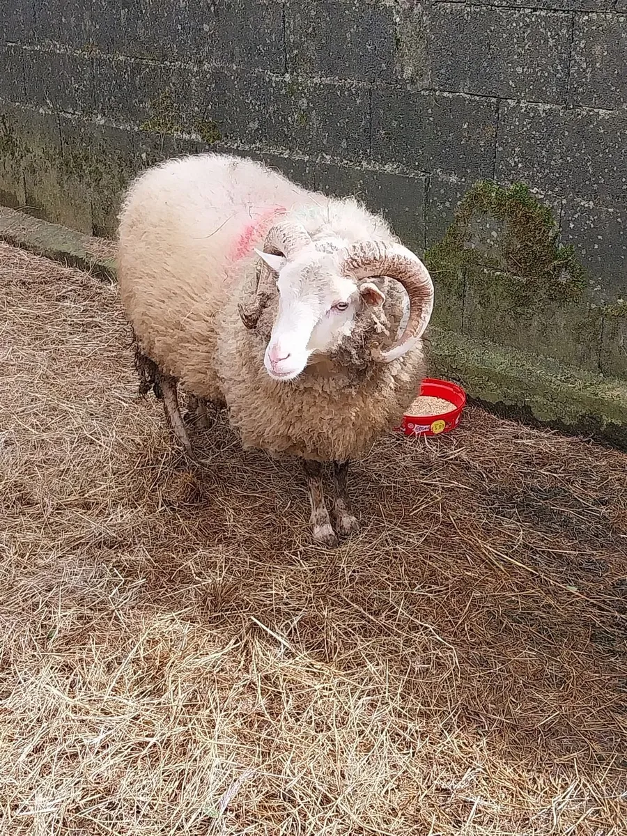 Ram