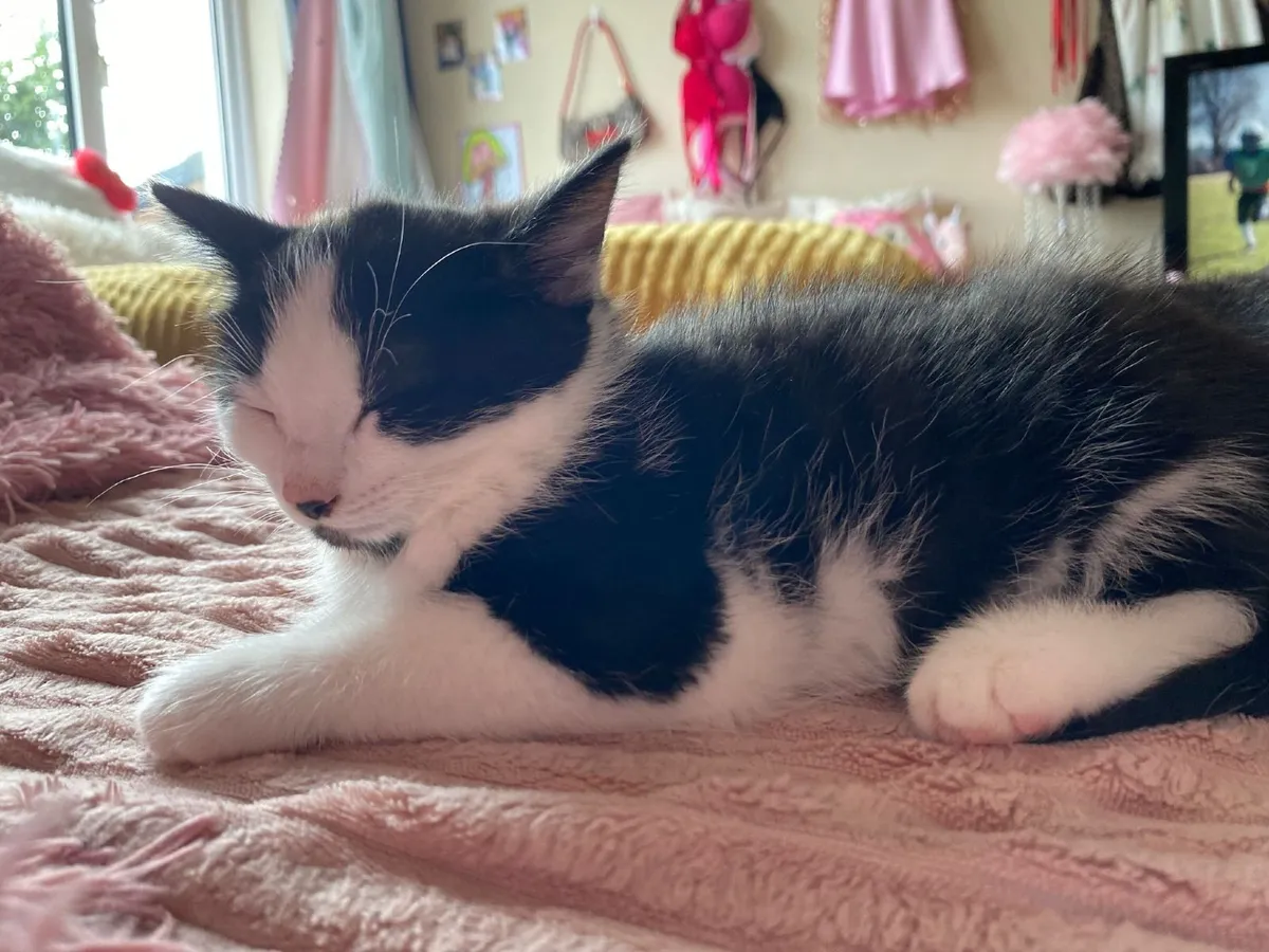 Lovely female kittens, two left - Image 2