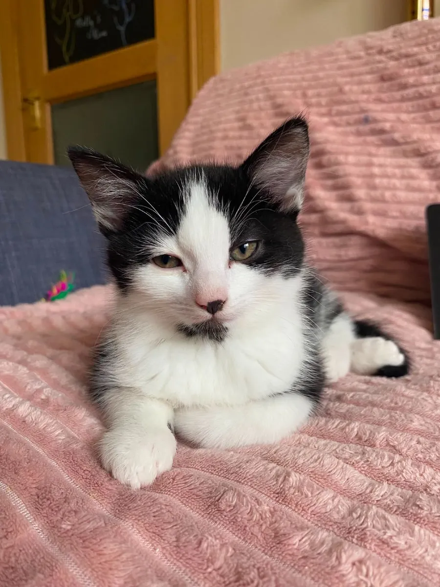 Lovely female kittens, two left - Image 1