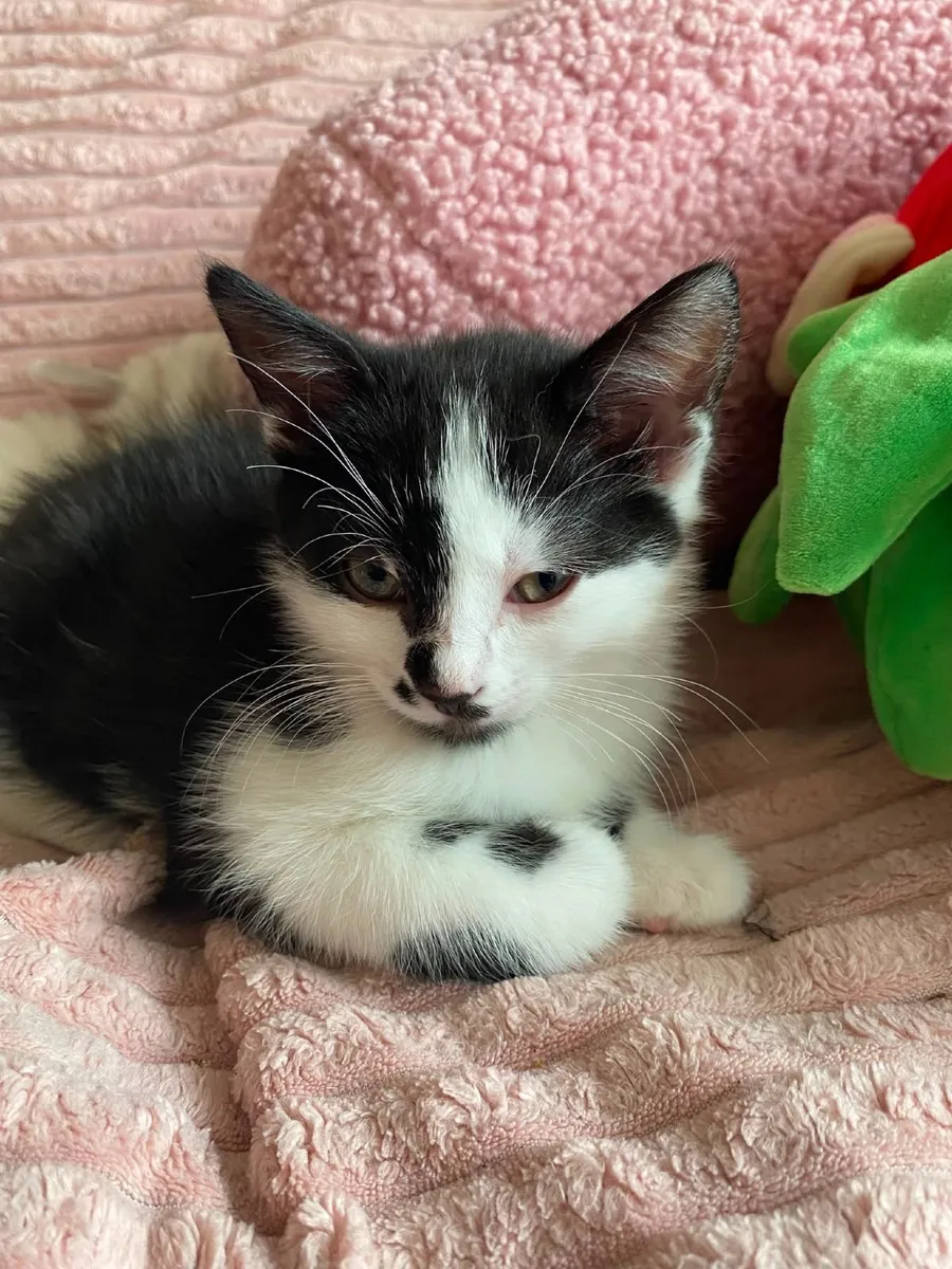 Lovely female kittens, two left - Image 3