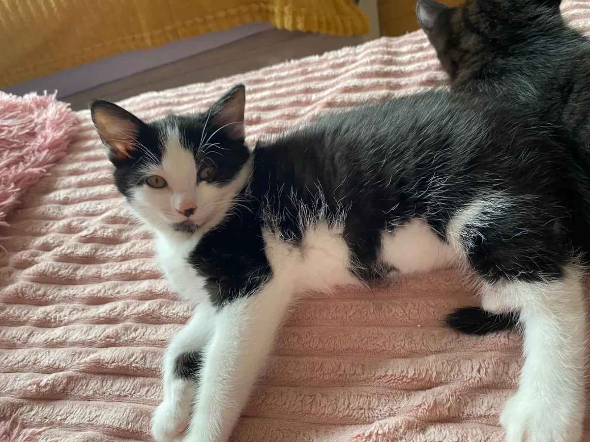 Lovely female kittens, two left - Image 4