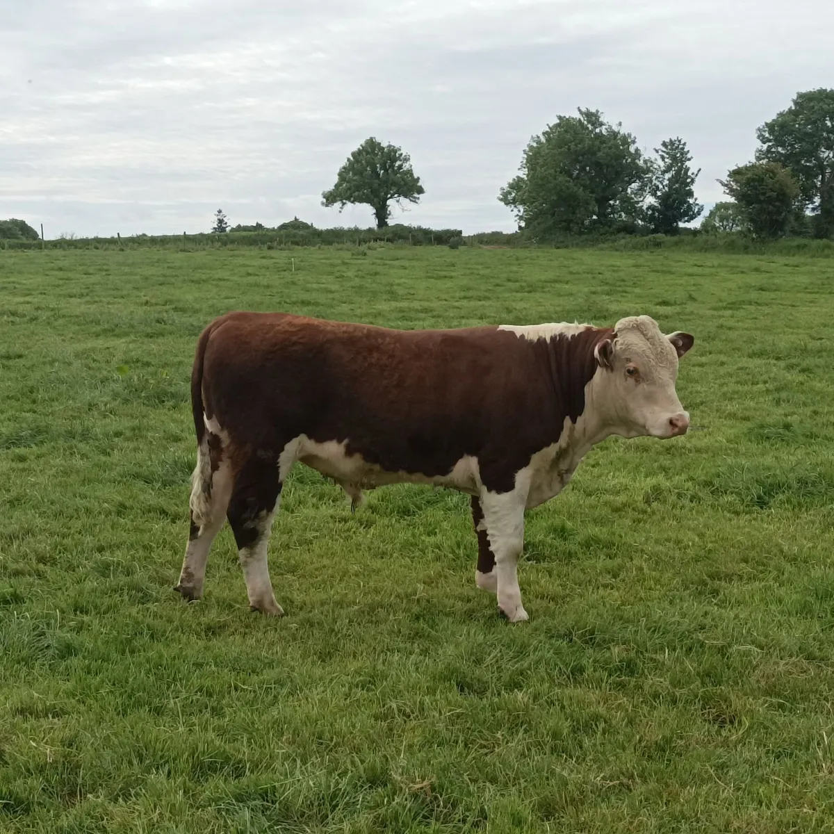 Pedigree Hereford bull